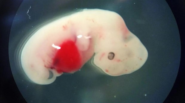 Laboratuvar üretimi olan organlara doğru dev&nbsp;adım