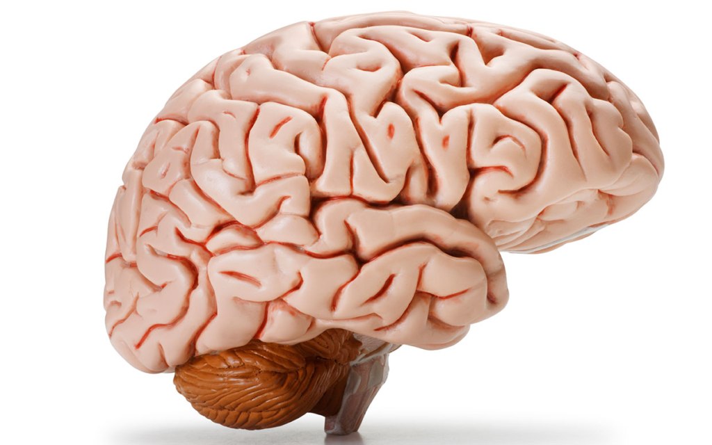 Beyninizi Biraz Daha Yakından Tanımaya Ne&nbsp;Dersiniz?