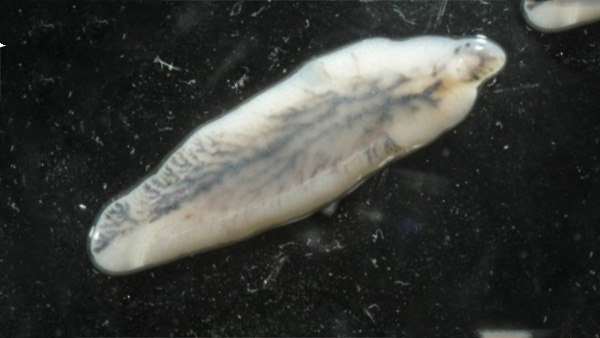 Tayland’da “karaciğer kelebeği” teşhisi için test kiti&nbsp;üretildi