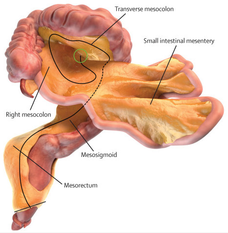 Organlarla ilgili bildiklerinizi unutun: Yeni bir organ&nbsp;keşfedildi!