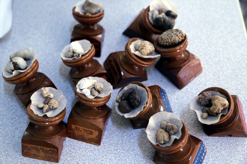 Ameliyatta Çıkardığı Taşları Koleksiyon Yaptı Muayenehanesinde Sergiliyor