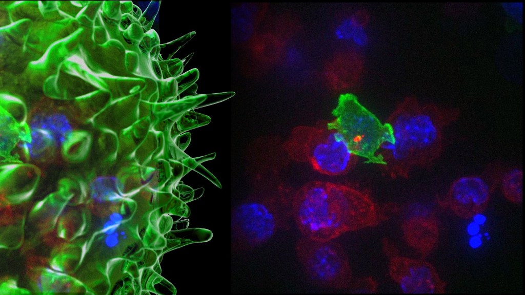 Killer T Cell: The Cancer Assassin. Katil T Hücreler ve İnanılmaz kanserli hücrelere&nbsp;saldırıları