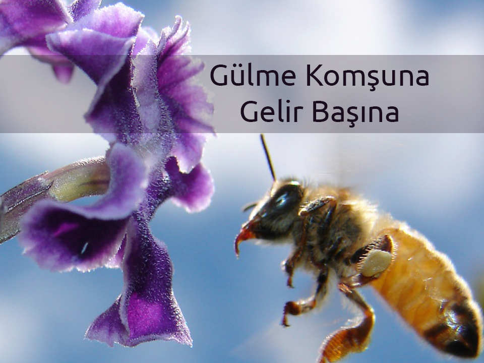 Gülme Komşuna, Gelir&nbsp;Başına