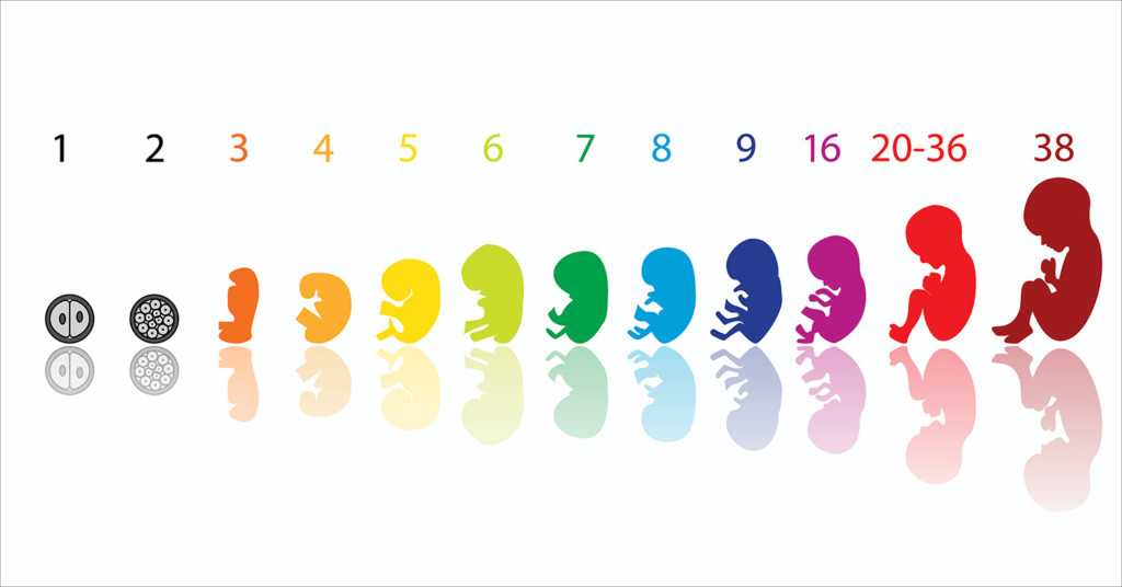 #DSNmakale ‘’Hocam düşük yaptım. Yeni bir gebeliği ne zaman&nbsp;düşünmeliyim?’’