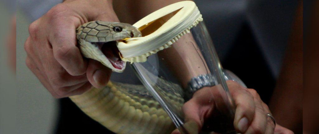 DSÖ’den Korkutan Açıklama: Yılanlara karşı panzehir&nbsp;kalmadı