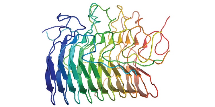 Bakterilerde Prion Benzeri Bir Protein&nbsp;Keşfedildi