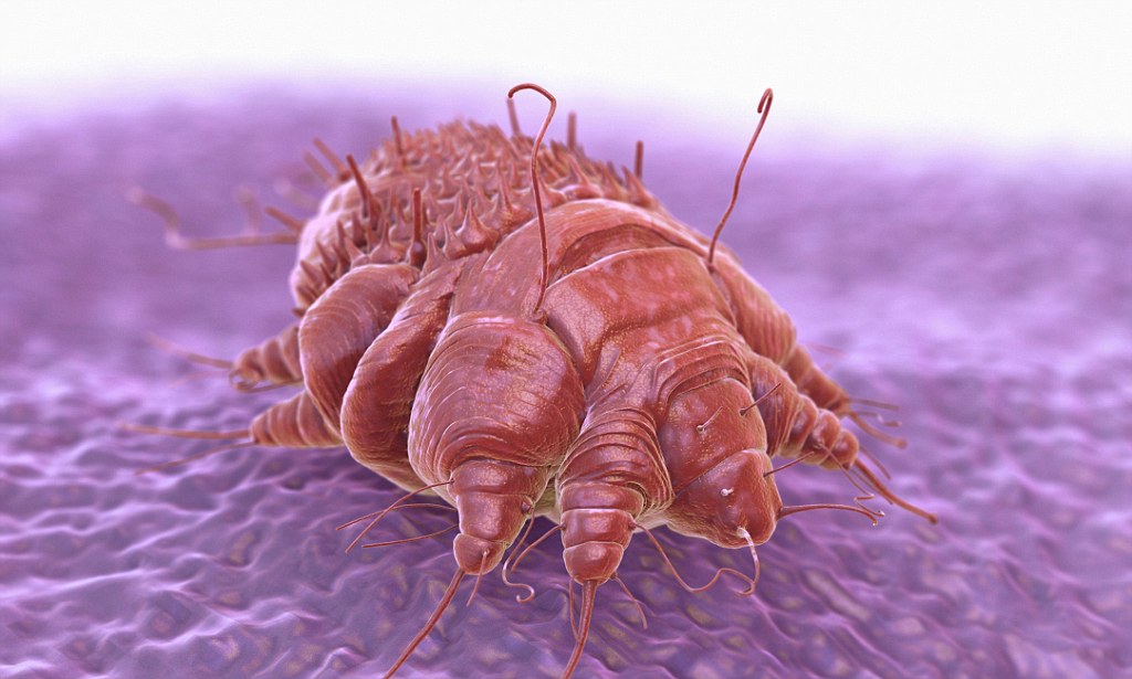 Sağlık Bakanlığı “UYUZ” için Uyardı! Salgın mı var? Nasıl korunmalı? Tedavisi&nbsp;nedir?