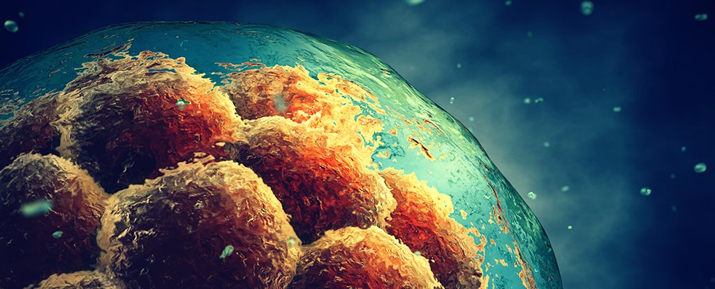 Parkinson ve Körlük tedavisi için ’embriyonik kök hücre’ kullanımı ilk kez&nbsp;denenecek!