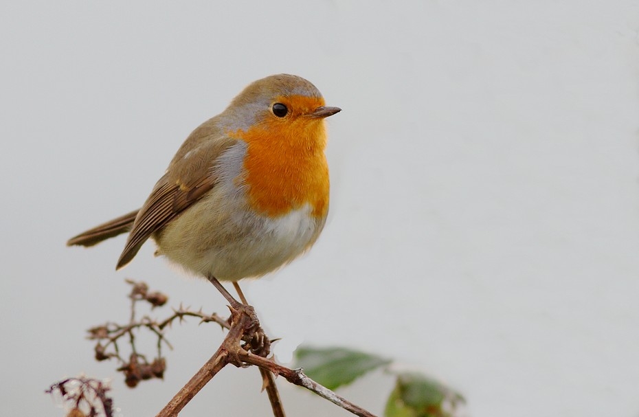 PUSULALI KUŞ, KIZILGERDAN