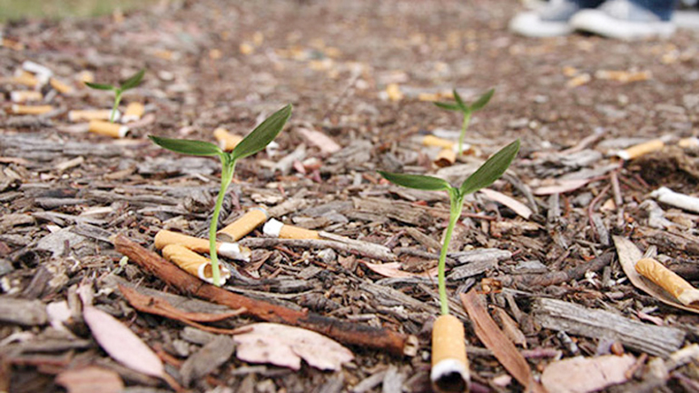 Tek bir sigara izmariti doğayı 10 yıl boyunca&nbsp;kirletiyor!