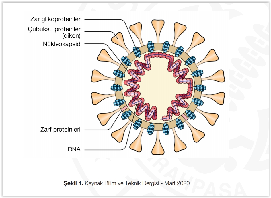 YENİ KORONAVİRÜS VE YOL AÇTIĞI HASTALIK İLE İLGİLİ EN ÇOK MERAK EDİLEN 16 SORU VE&nbsp;CEVAP!