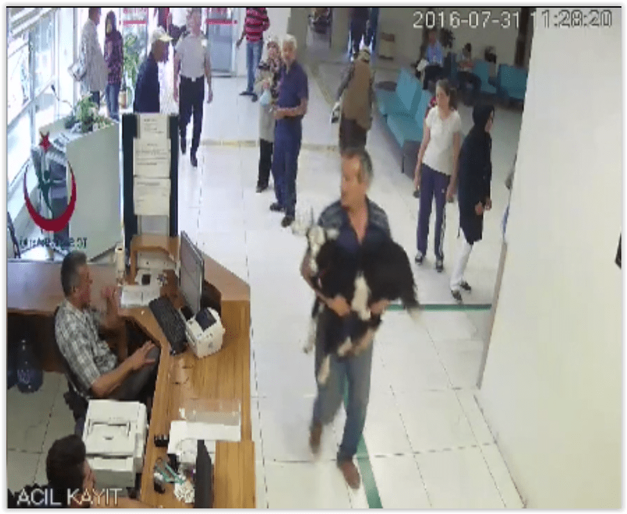 Bu Sefer Acil Servise Getirilen Boynuzu Kırılan Bir Keçi&nbsp;Oldu!